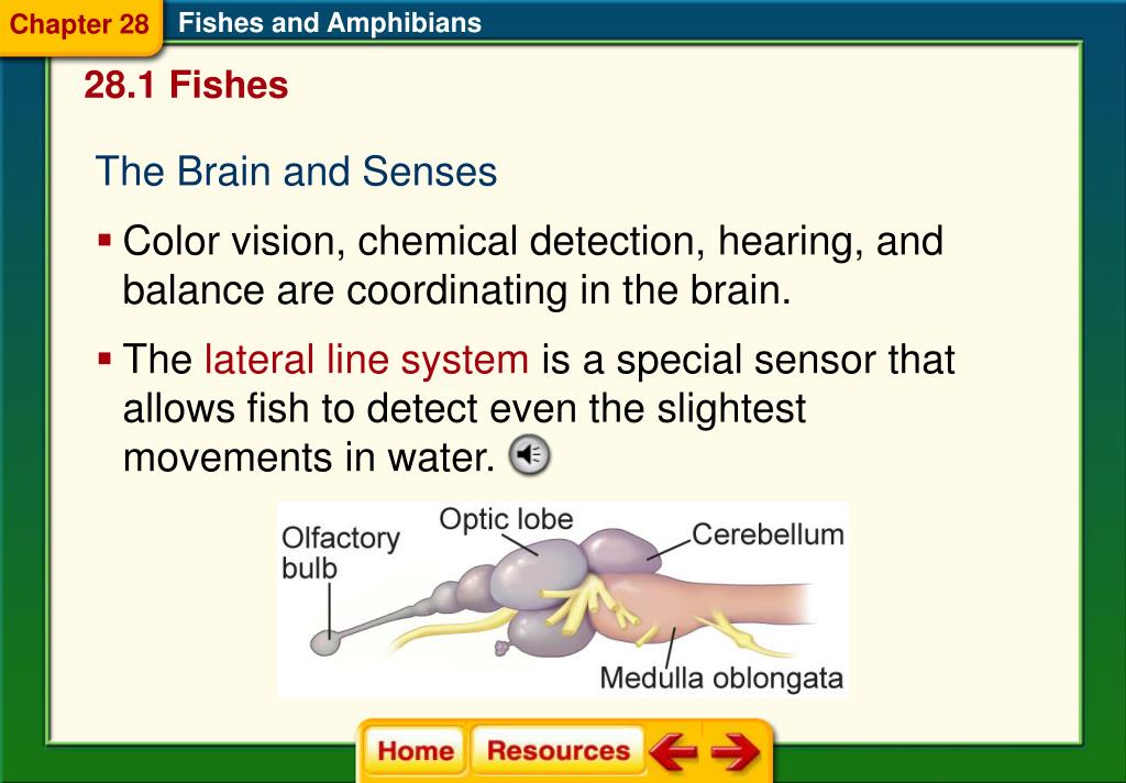 PPT - Chapter 28 Fishes and Amphibians PowerPoint ...