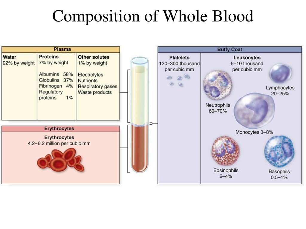 explain the composition of human blood