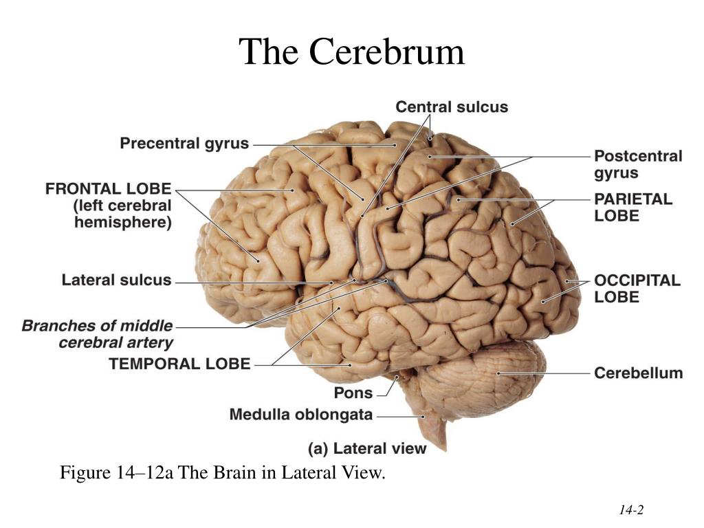 PPT - The Brain and Cranial Nerves PowerPoint Presentation, free
