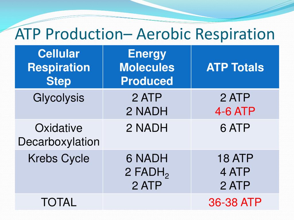 PPT Electron Transport Chain PowerPoint Presentation Free Download ppt-electron-transport-chain-powerpoint-presentation-free-download