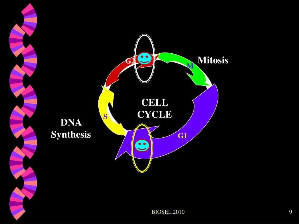 Клеточный цикл картинки. Biosel. Rolling Cycle DNA. S-DNA.