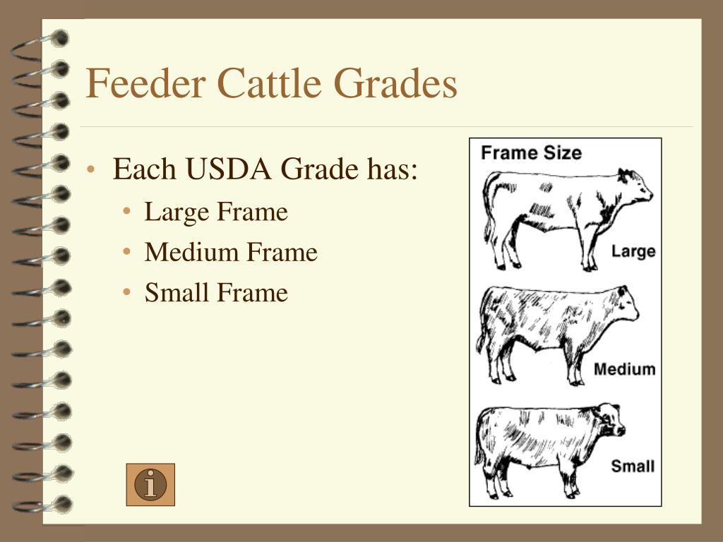 usda feeder cattle prices