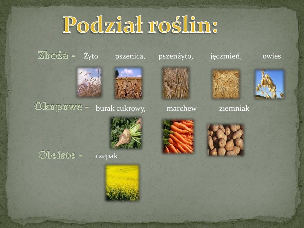 Jakie Rośliny Zaliczamy Do Roślin Okopowych Wymień Trzy Rośliny PPT - ROLNICTWO PowerPoint Presentation, free download - ID:5678965