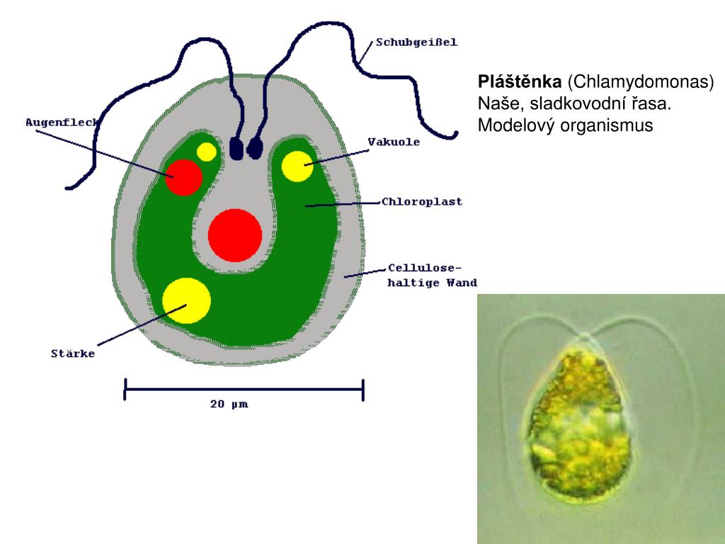 Строение водоросли хламидомонады. Хламидомонада и хлорелла. Хроматофор у хламидомонады. Рисунок одноклеточной водоросли хламидомонады. Строение клетки хламидомонады.