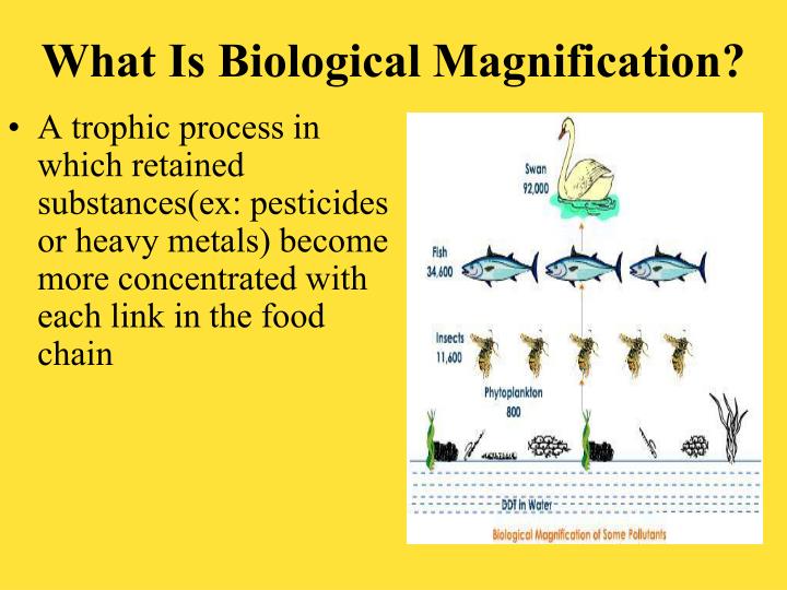 PPT BIOLOGICAL MAGNIFICATION PowerPoint Presentation ID 5679610 ppt-biological-magnification-powerpoint-presentation-id-5679610