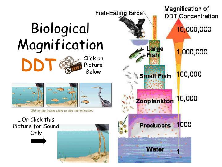 PPT - Bioaccumulation PowerPoint Presentation - ID:5680221