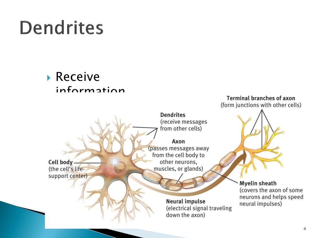 dendrite function dendrite function