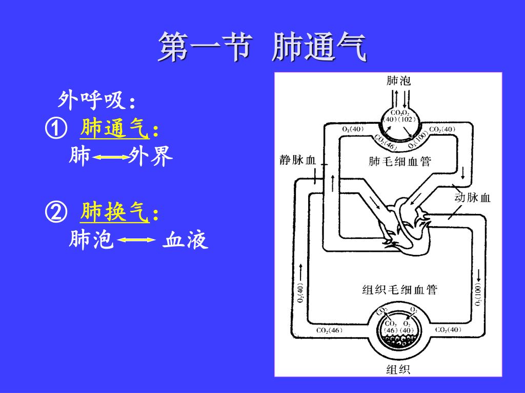 Ppt 第四章呼吸机能powerpoint Presentation Free Download Id