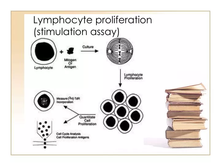 lymphocyte proliferation stimulation assay n.
