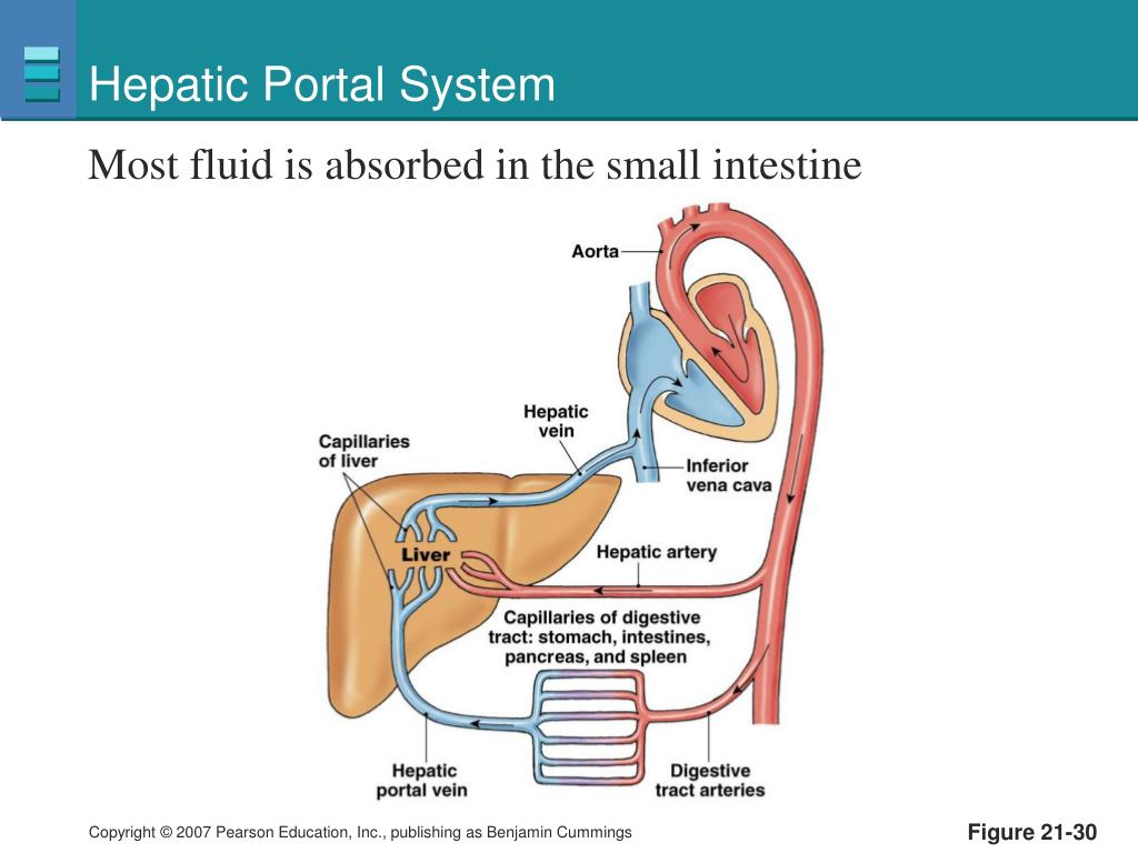 Hepatic Portal System Diagram Biology Diagrams