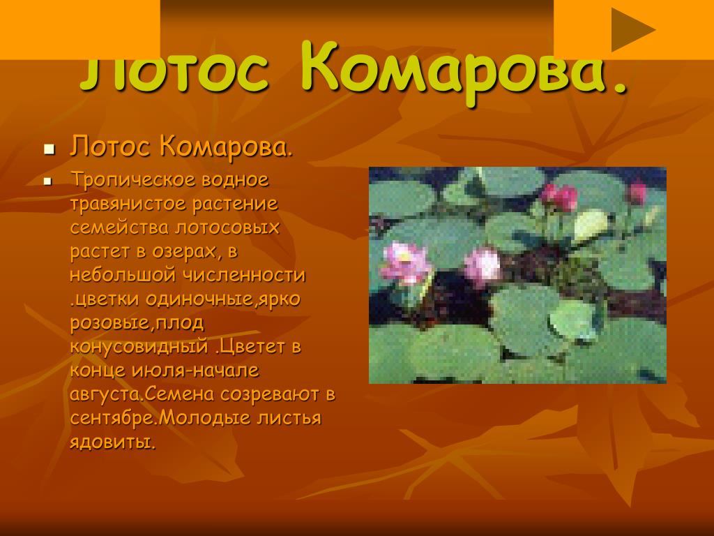 Долина лотосов в Краснодарском крае - YouTube