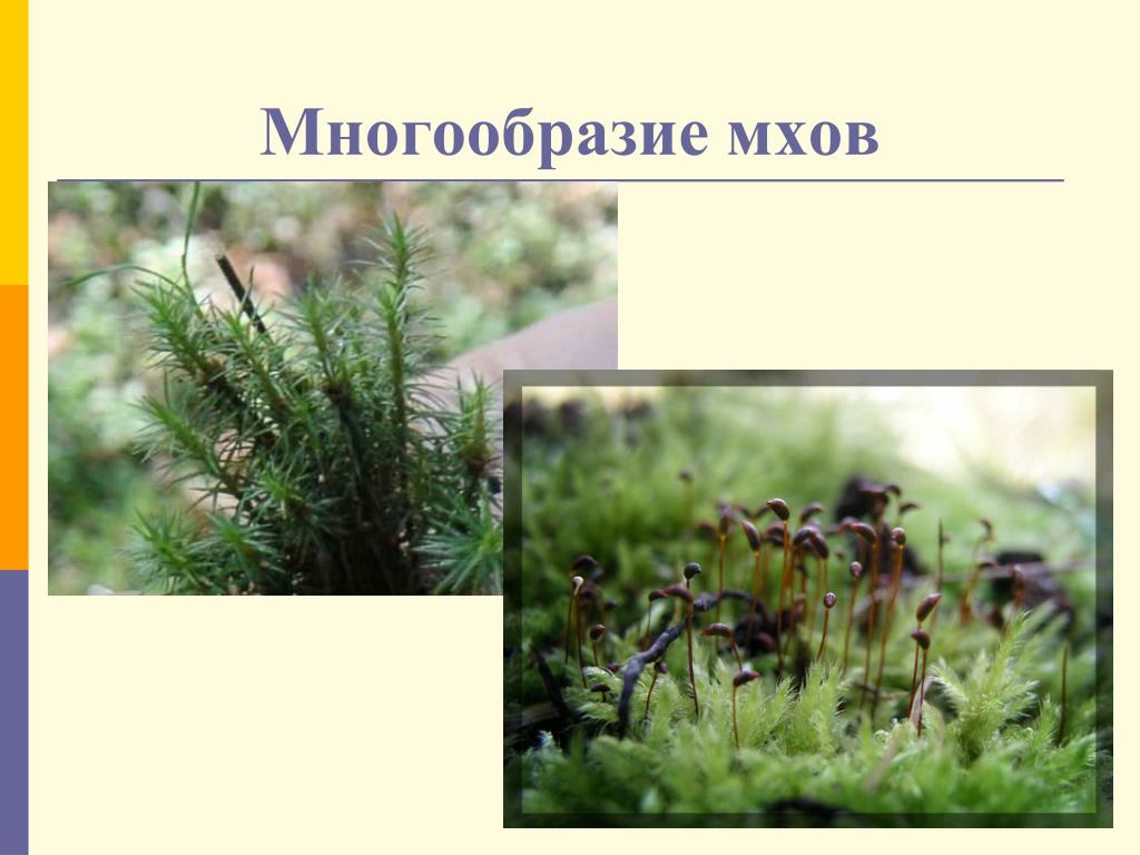 Группа растений моховидные. Разнообразие мхов. Многообразие растений мхи. Мхи многообразие мхов. Разнообразие моховидных.