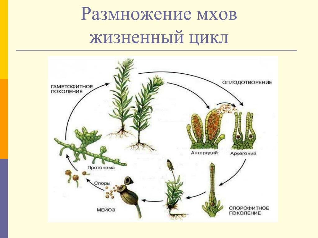 Листостебельные растения спорофит. Размножение моховидных схема. Цикл развития моховидных схема. Жизненный цикл мха сфагнума. Размножение моховидных растений схема.