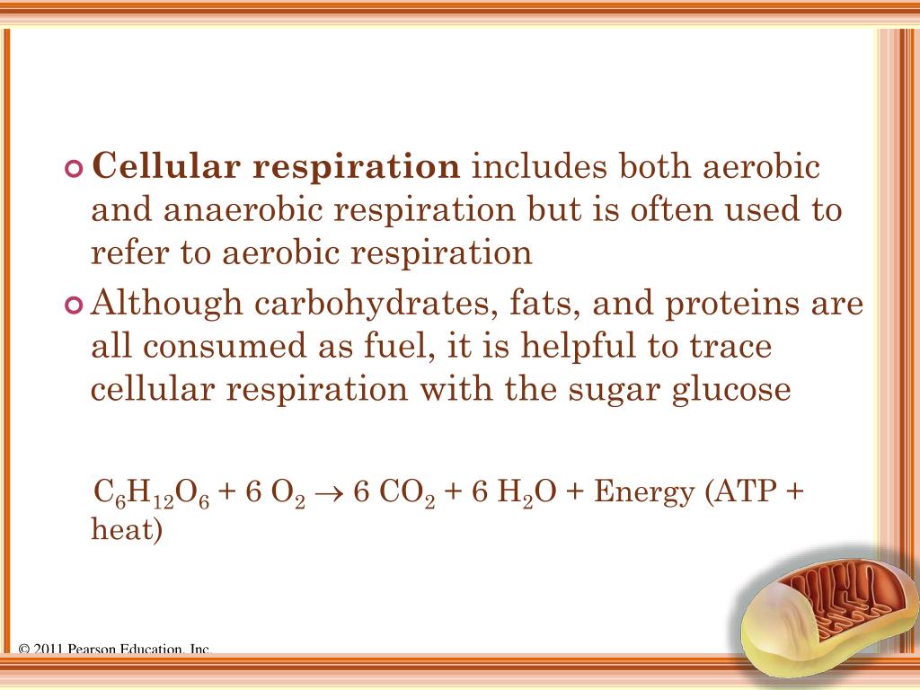 PPT - BIF 07: Cellular Respiration & Fermentation ...