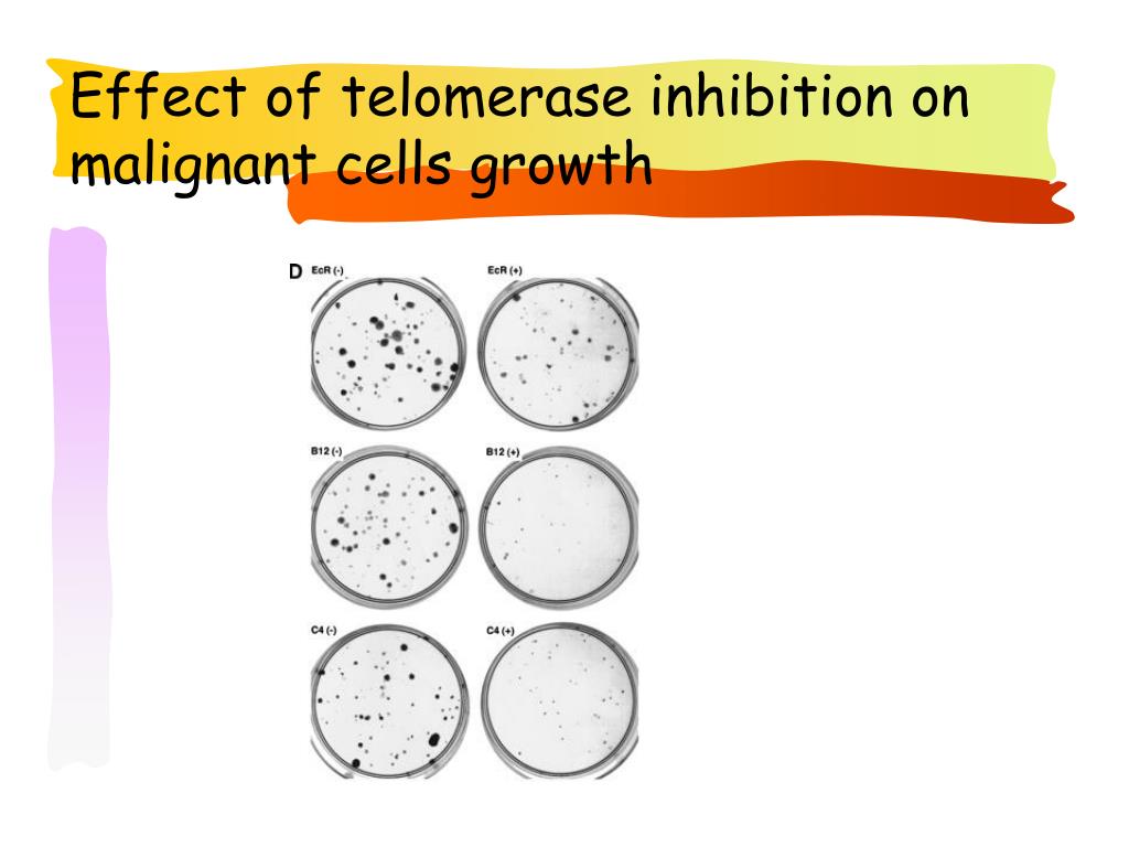 Overview of telomeres & telomerase biology: Clinical implications ... Biology Diagrams
