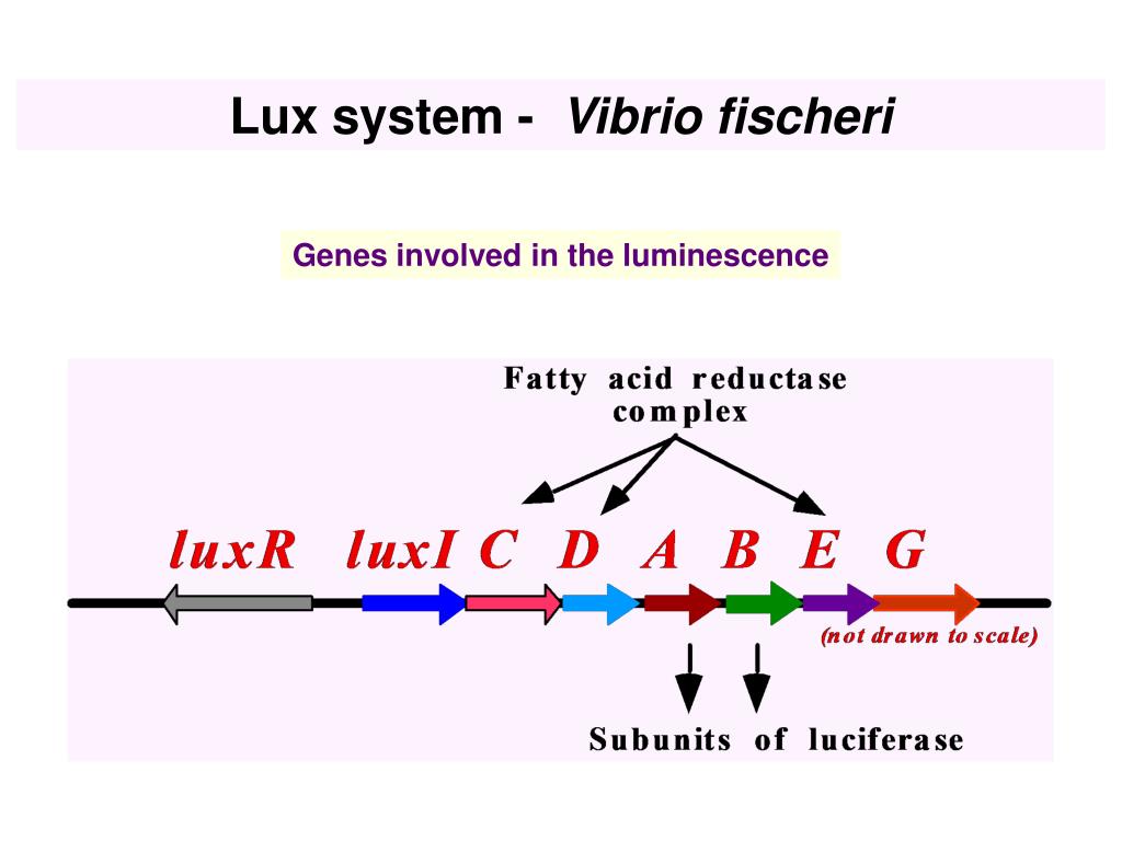 Lux systems