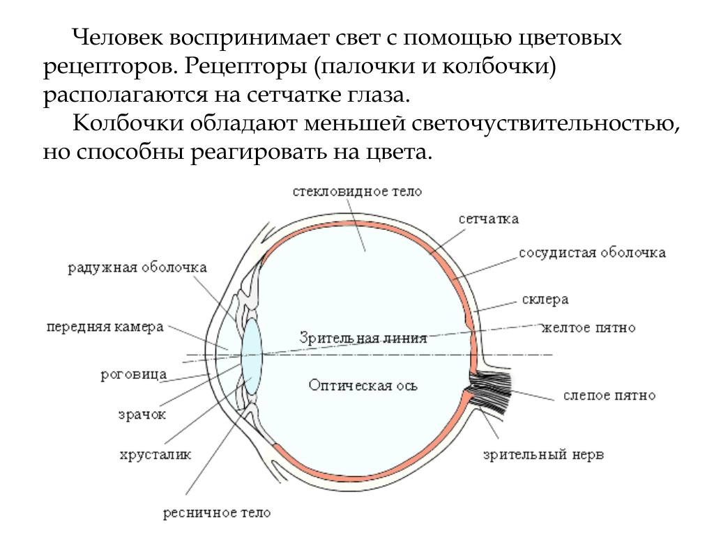 Механизм работы зрительного анализатора гигиена зрения. Оптический аппарат глаза схема. Слепое пятно глаза анатомия. Схема оптической системы глаза физиология. Анализаторы глазное яблоко схема строение.