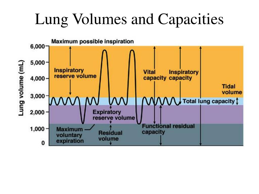 Lung Volumes And Capacities Chart