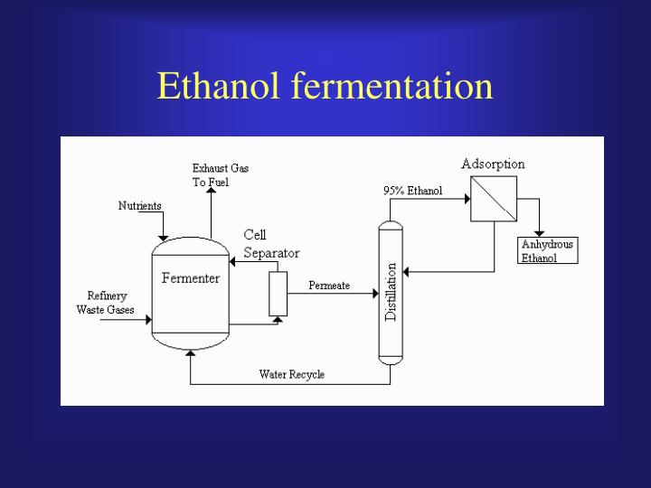PPT - Ethanol Fermentation N