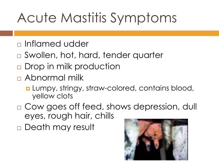 PPT Dairy Herd Health PowerPoint Presentation ID5688427