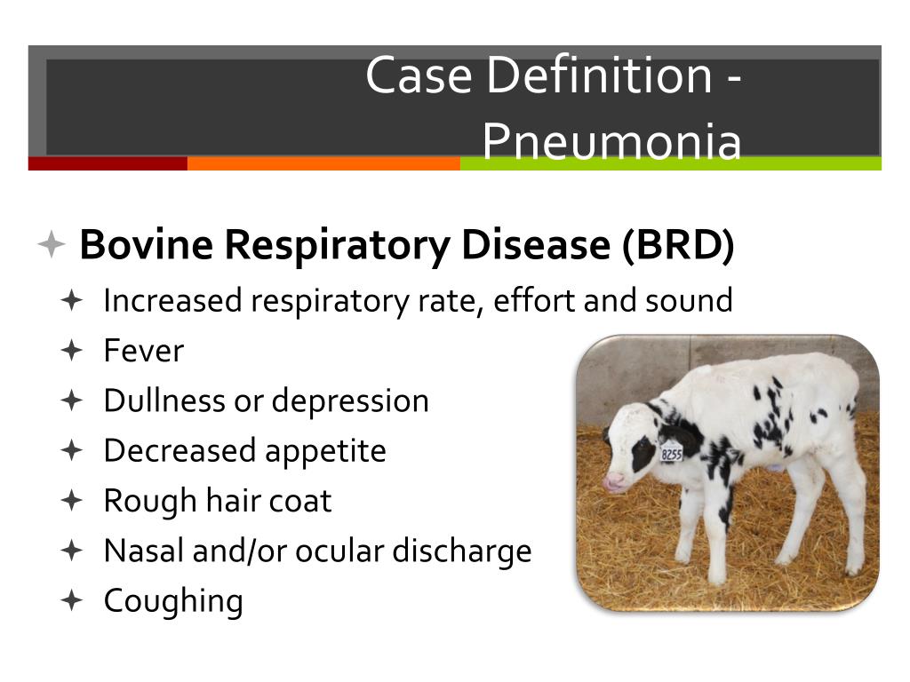 disease nasal pneumonia calves heifers health discharge ppt powerpoint presentation brd