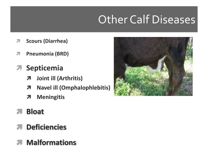 PPT - Health and Disease in Calves and Heifers PowerPoint Presentation ...