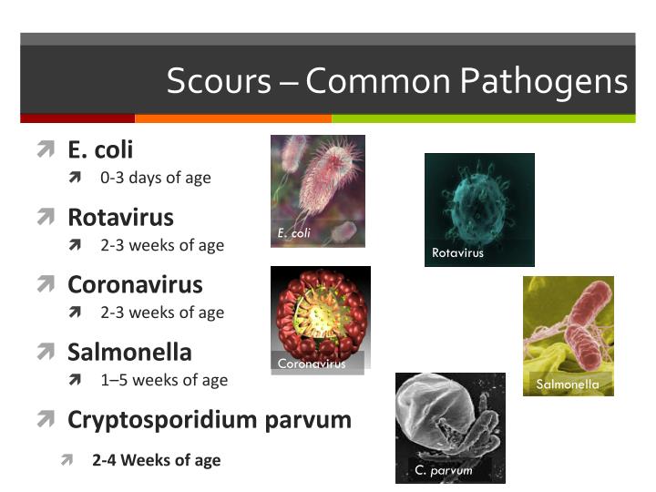 ppt health and disease in calves and heifers powerpoint fecal scoring chart
