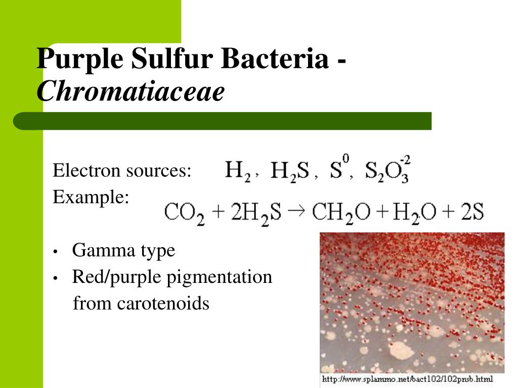 purple sulfur bacteria