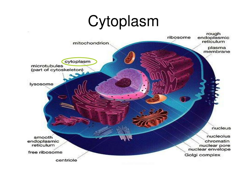 PPT - Eukaryotic Cell PowerPoint Presentation; free download - ID:5689618