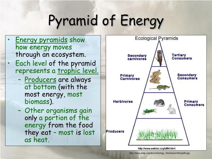 PPT - Ecology PowerPoint Presentation - ID:5690858