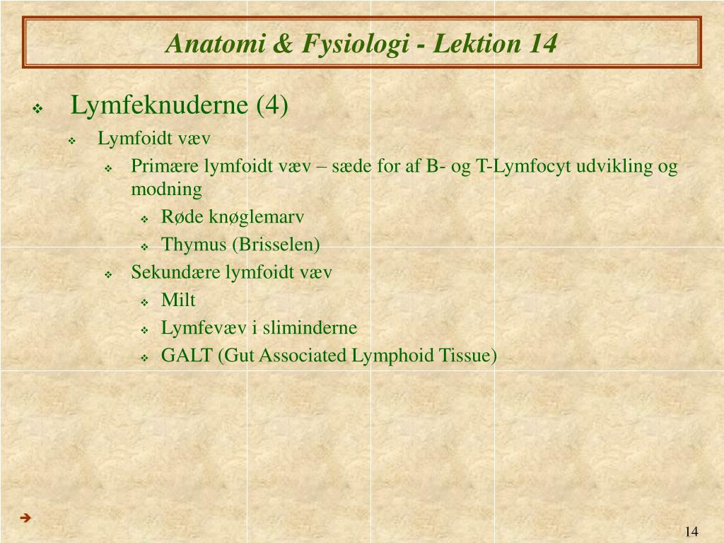 PPT - Anatomi Fysiologi XIV og Lymfesystemet PowerPoint Presentation - ID:5691284
