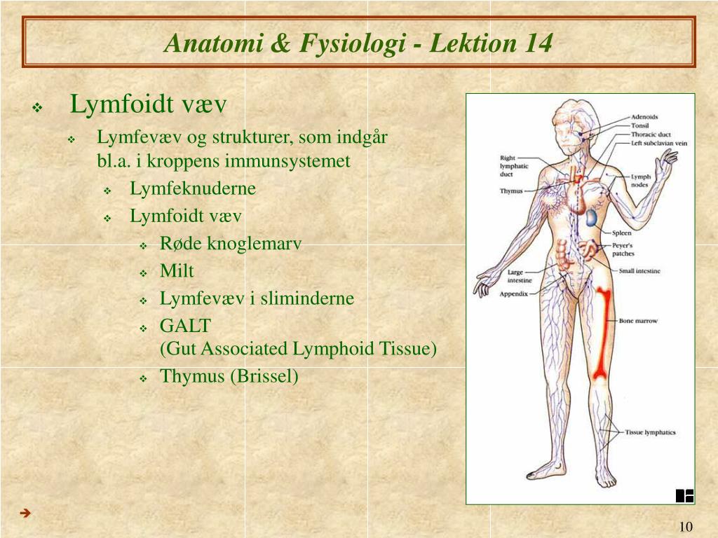 PPT - Anatomi Fysiologi XIV og Lymfesystemet PowerPoint Presentation - ID:5691284