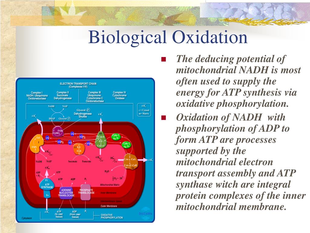 Ppt Chapter 6 Biological Oxidation Powerpoint Presentation Free