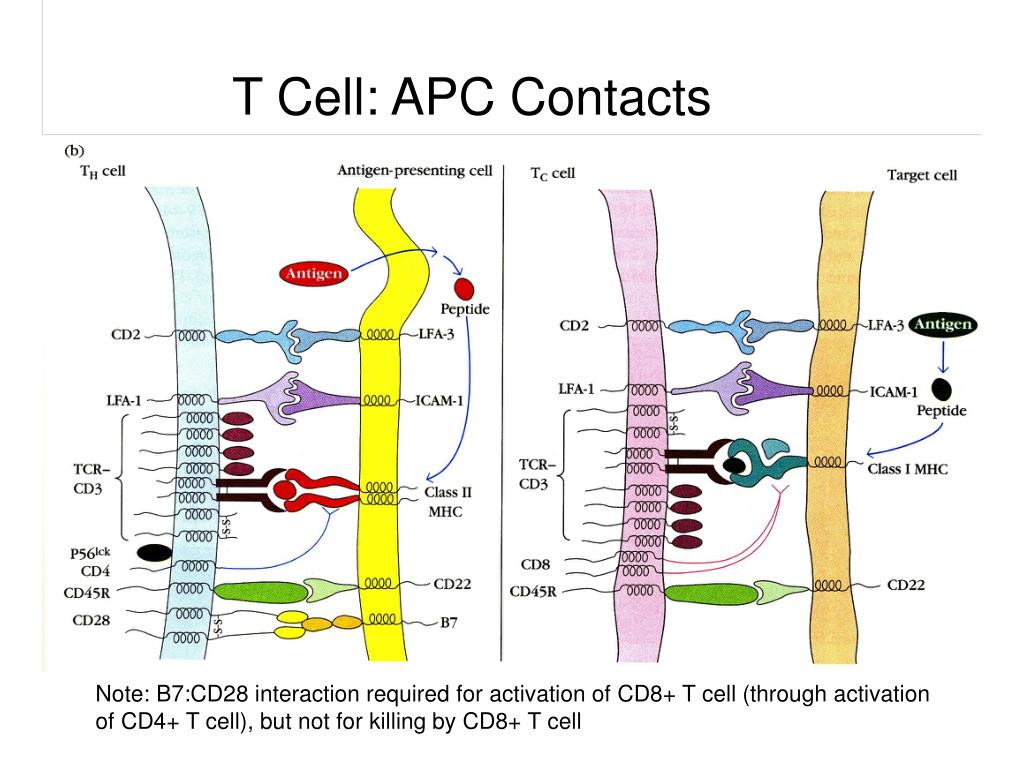 Interaction required. T Cell receptor активация. CD рецепторы. Cd4 Cell activation. Активации cd4+.