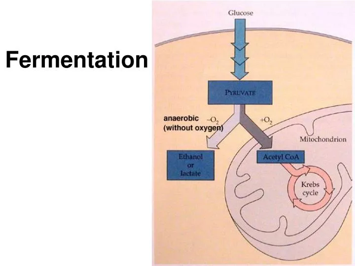 PPT - Fermentation N