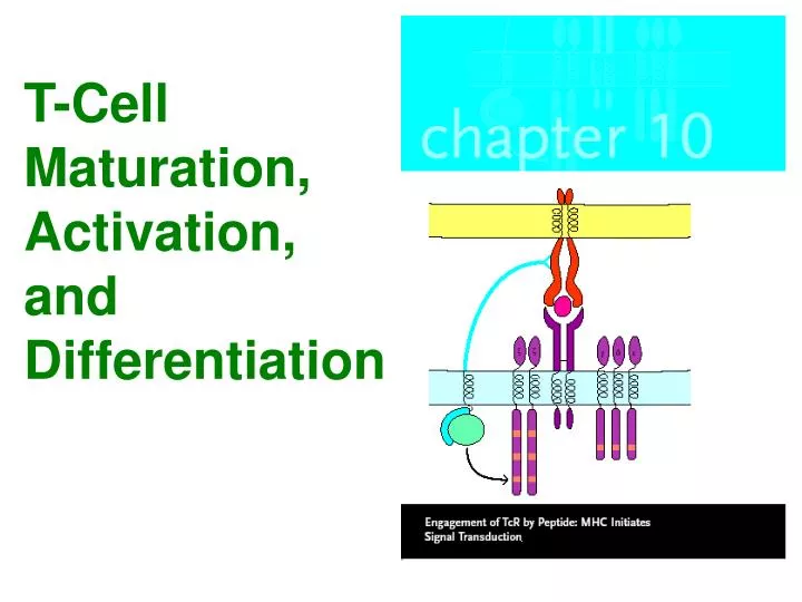t cell maturation activation and differentiation