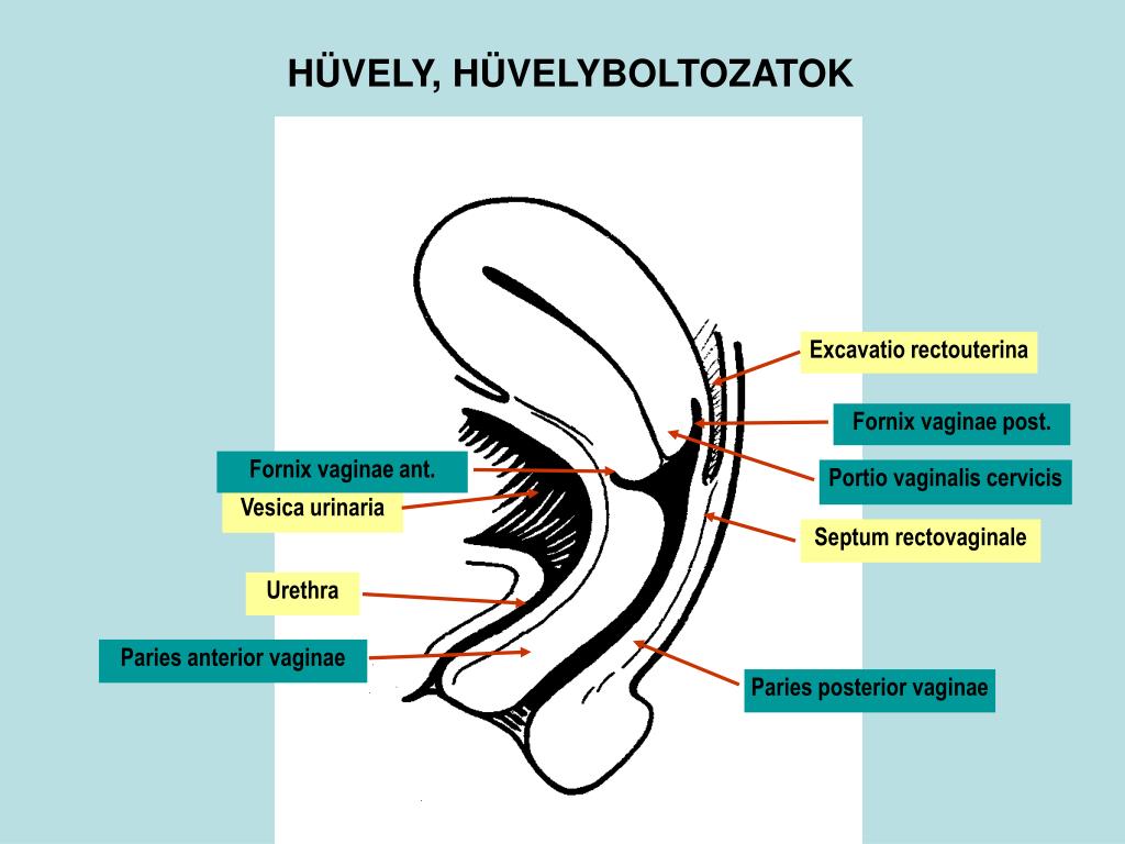 női nemi szervek fajita magyarul