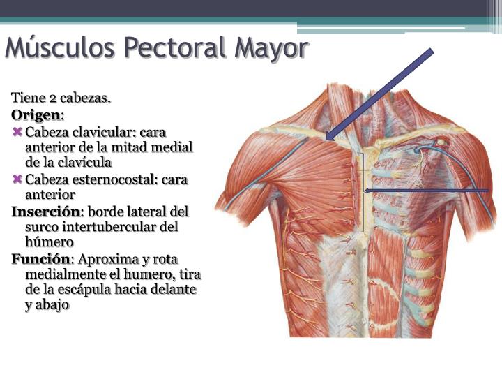 ppt-t-rax-powerpoint-presentation-id-5694211