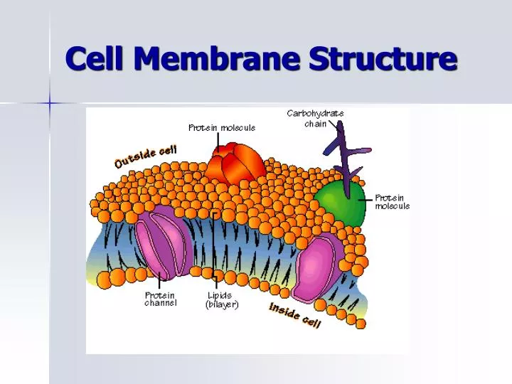 PPT - Cell Membrane Structure PowerPoint Presentation, free download ...