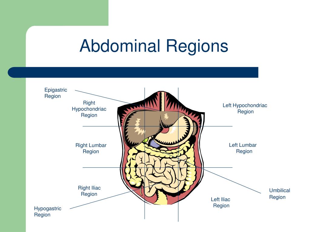 abdominal regions diagram