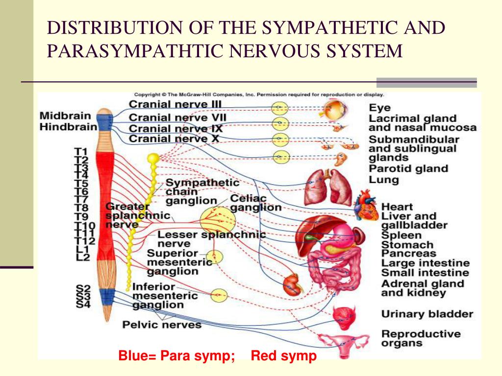 PPT - PHYSIOLOGY OF SYMPATHETIC AND PARASYMPATHETIC NERVOUS SYSTEM