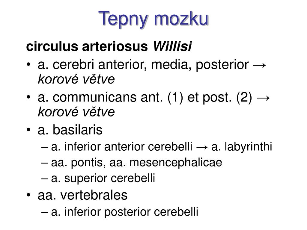 Circulus arteriosus willisii