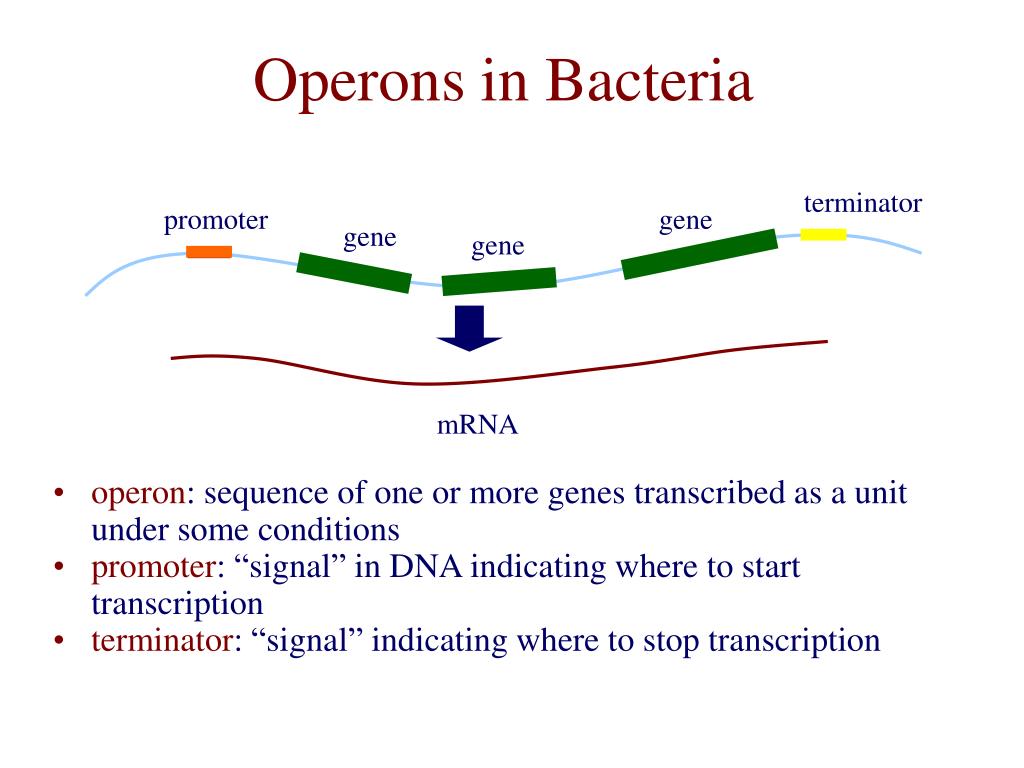 PPT - Parsing A Bacterial Genome PowerPoint Presentation, free download