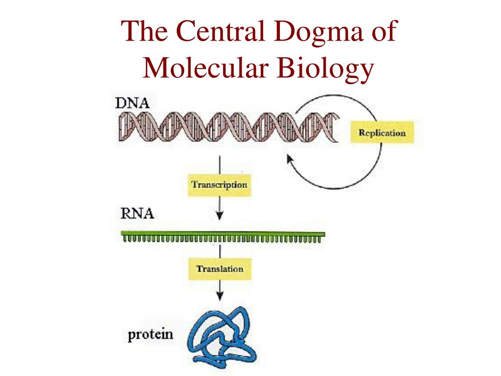 seminar speech central dogma of molecular biology l seminar speech central dogma of molecular biology l