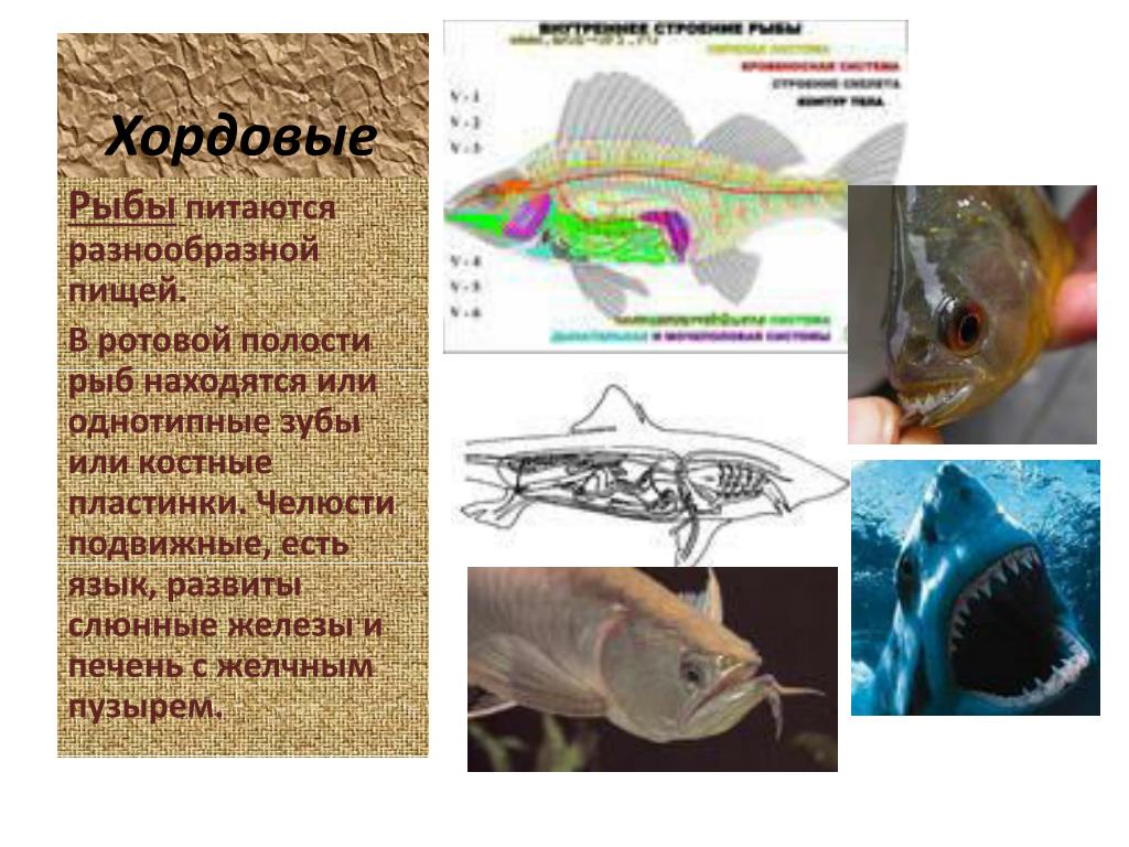 Появление челюстей у позвоночных. Хордовые рыбы. Питание хордовых. Эволюция ротовой полости у позвоночных. Эволюция ротовой полости хордовых животных.