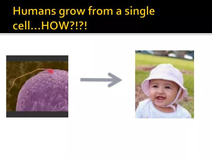 PPT Humans grow from a single cell…HOW?!?! PowerPoint Presentation