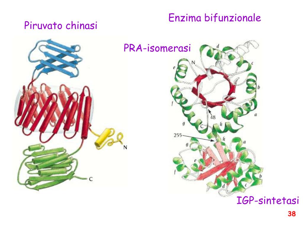 PPT - Classificazione dei livelli strutturali in proteine PowerPoint ...