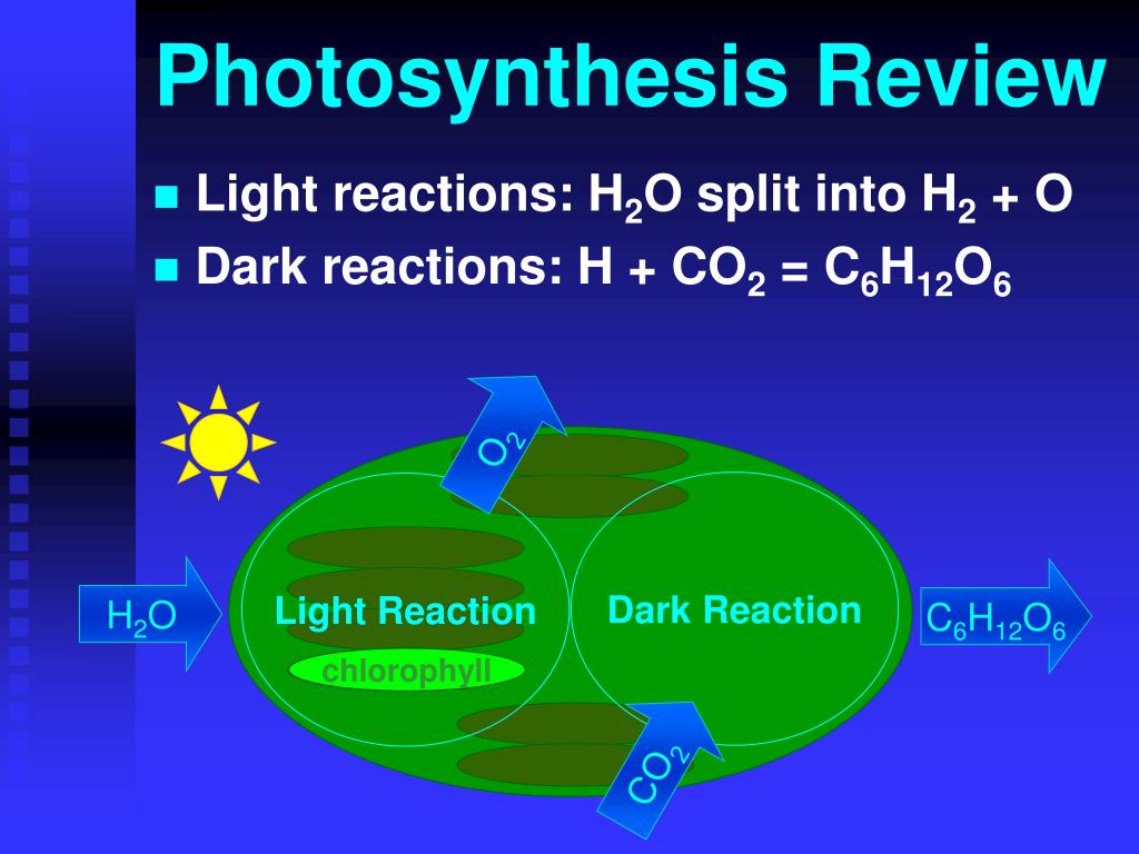 Ppt - Photosynthesis Powerpoint Presentation, Free Download - Id:5702335