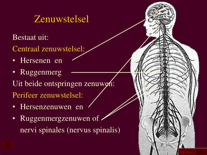 Perifeer Zenuwstelsel Zenuwstelsel Menselijk Lichaam