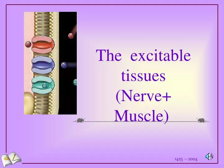 the excitable tissues nerve muscle n.